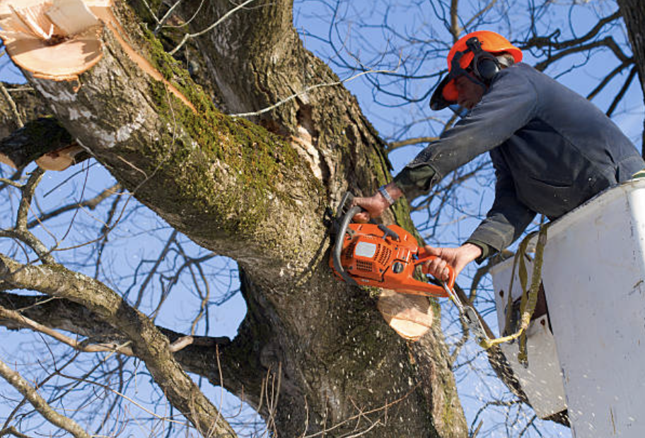 tree pruning in Youngstown Village