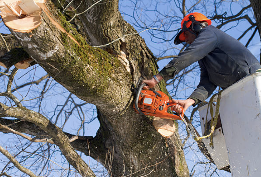 tree pruning in South Dayton Village